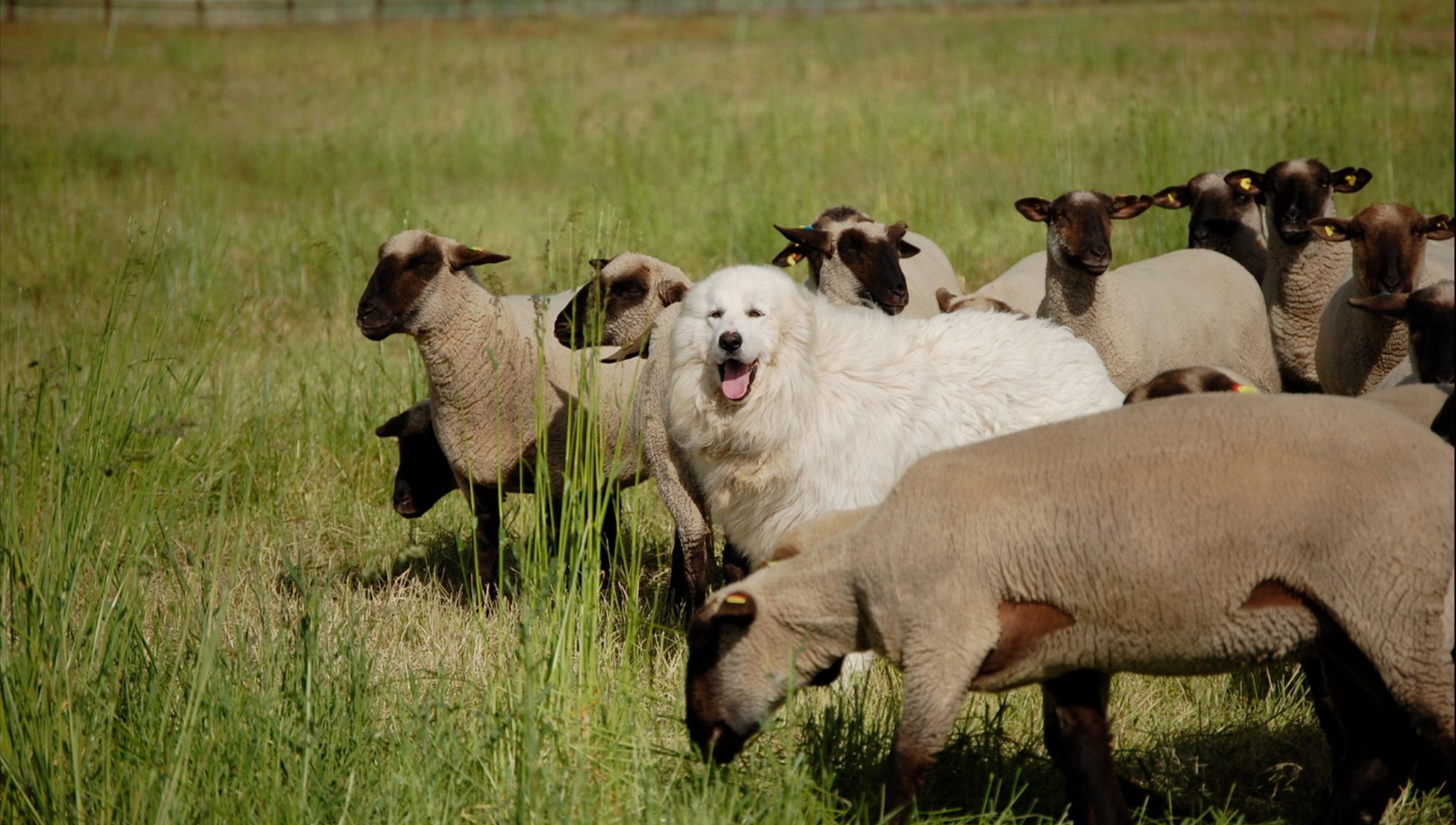Herdenschutzhund mit Schafherde. Schulungsplan für Herdenschutzhunde beim AGHSH.