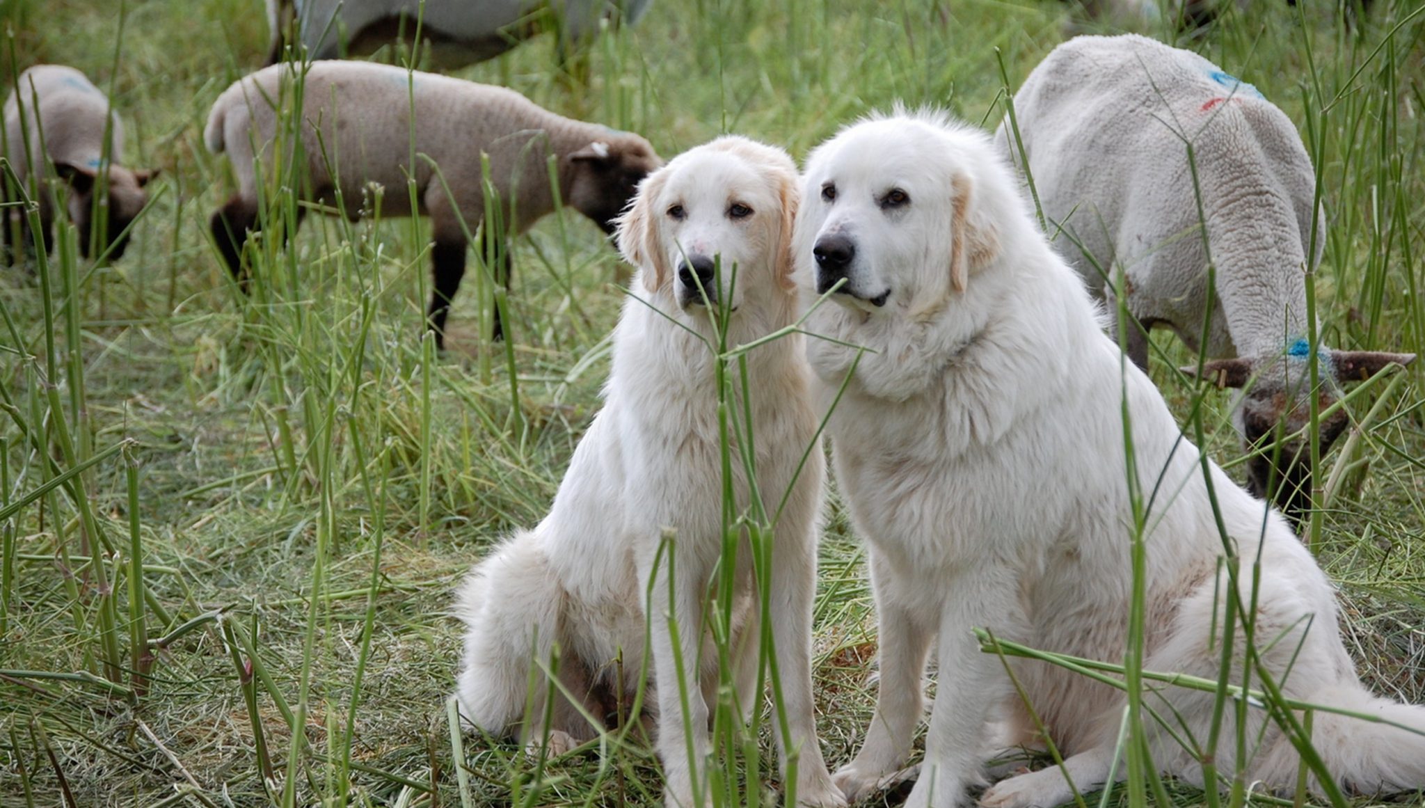 Zertifizierte Herdenschutzhunde durch die Arbeitsgemeinschaft Herdenschutzhunde e.V. (kurz AGHSH)